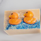 Two Ducks in a Pond